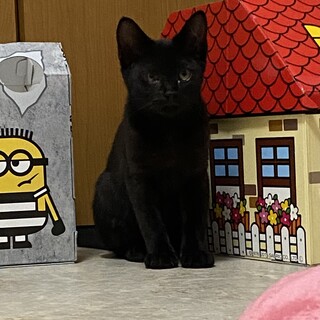 クロ、キジトラ兄弟の2匹をお願いします