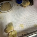 ヒメウズラ雛
