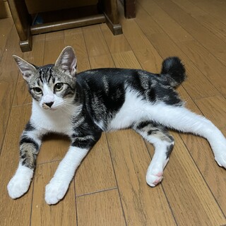 不思議な柄のワカ君