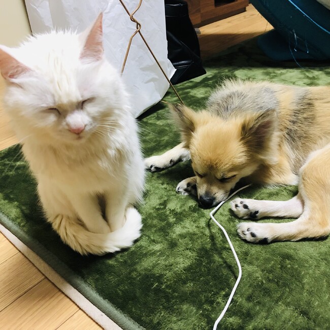 もも＆ここのカバー写真