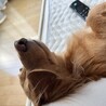 うさたけ