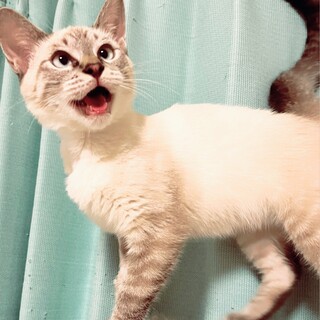 アイスブルーの綺麗なお目目の甘えん坊