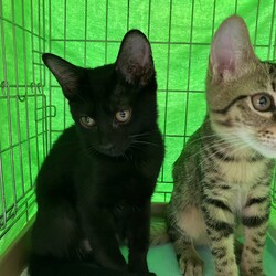 名古屋市緑区猫の譲渡会