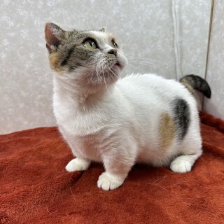 BIG短足マンチカン！甘えて傍を離れません❤花子