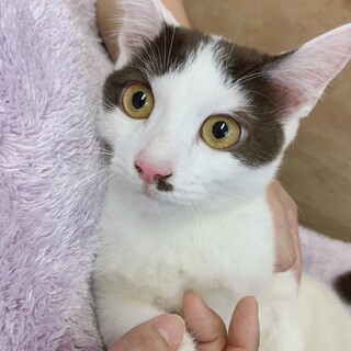 美人なあずきちゃん♡濃い茶色と白の毛色が素敵