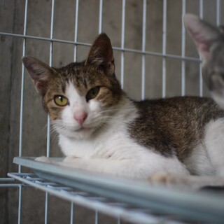 少しだけツンデレなシルヴァくん