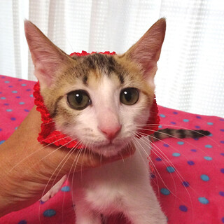 なれなれ♪白三毛★ちぃちゃん ３ヵ月弱