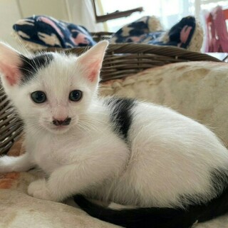 空気の読めるお利口さんな男の子チョビ