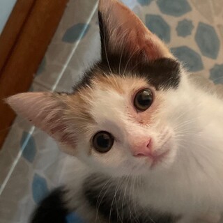 抱っこ大好き甘えん坊な　ふれ美