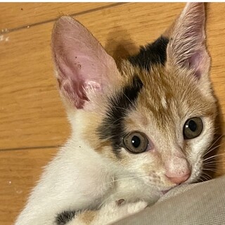 末っ子タイプで控え目に甘えてくる　あい美