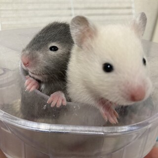 札幌〜旭川間送迎可　近郊要相談