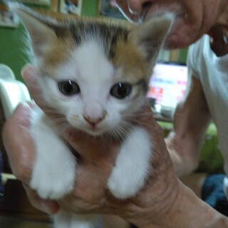 1ケ月の可愛い三毛ちゃんです