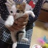 1ケ月の可愛い三毛ちゃんです サムネイル2