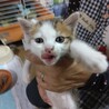 1ケ月の可愛い三毛ちゃんです サムネイル3