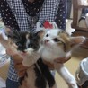 1ケ月の可愛い三毛ちゃんです サムネイル4