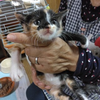 1ケ月の可愛い三毛ちゃんです