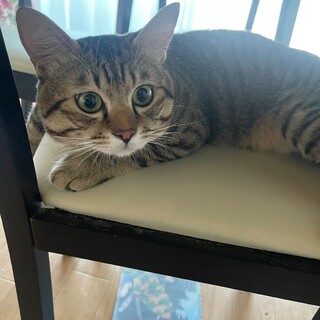 甘えん坊なキジ10ヶ月〜1歳　オス