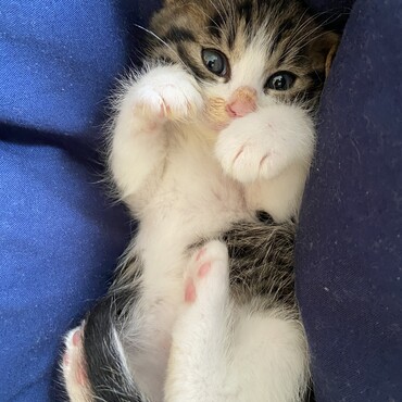 こねこの頃