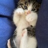 こねこの頃