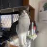 の写真
