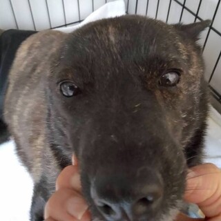 最初は怖がり、穏やかな女の子小夏