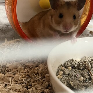 キンクマ×ゴールデンの赤ちゃん11匹