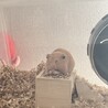 えなぴっ