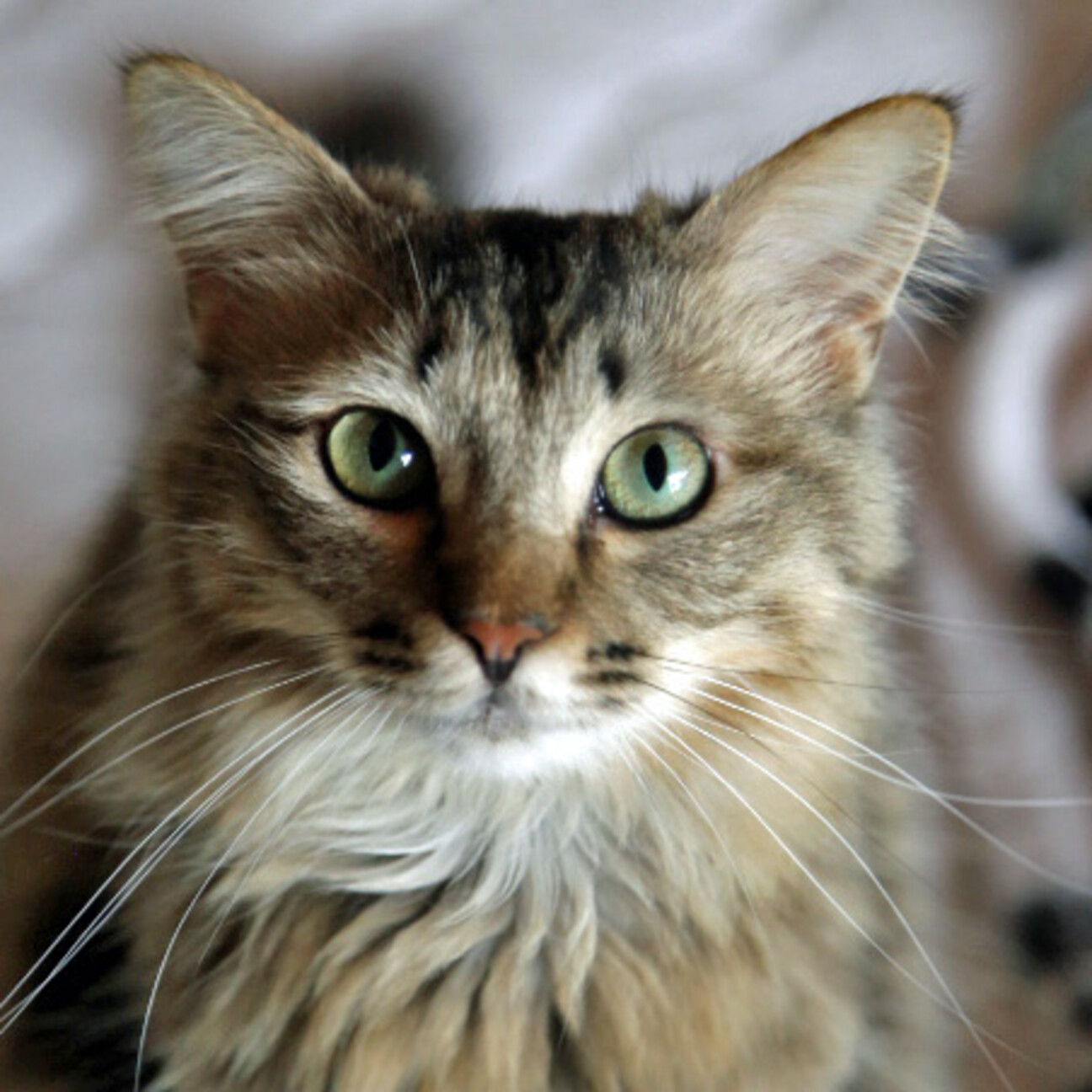 キジトラ長毛、ツンデレ女」千葉県 - 猫の里親募集(467986