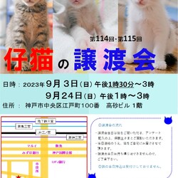 猫の譲渡会in神戸三宮 ¨ 猫のミーナ ¨