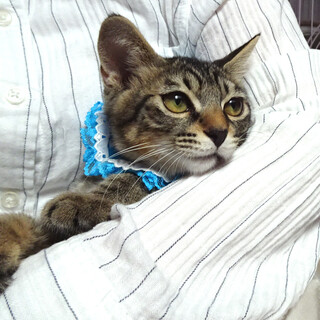 きれいなキジ♪慣れると抱っこ♪レオンくん４ヵ月半