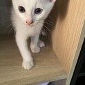 白猫2ヶ月元気です
