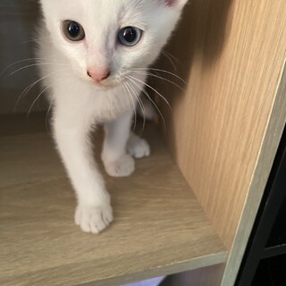 白猫2ヶ月元気です