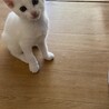 白猫2ヶ月元気です サムネイル2