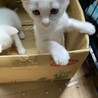 白猫2ヶ月元気です サムネイル3