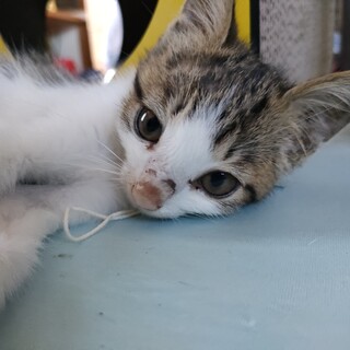 天真爛漫　サバシロ