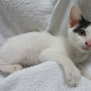 白と黒のかわいい女の子