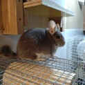 チンチラ里親募集してます
