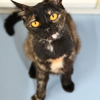 サビ猫ナツミちゃん❤️