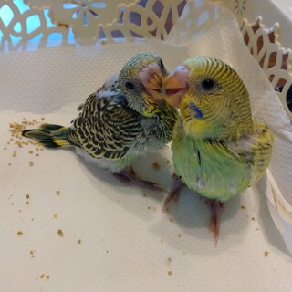 8/6生まれ 黄色と緑のセキセイインコの雛