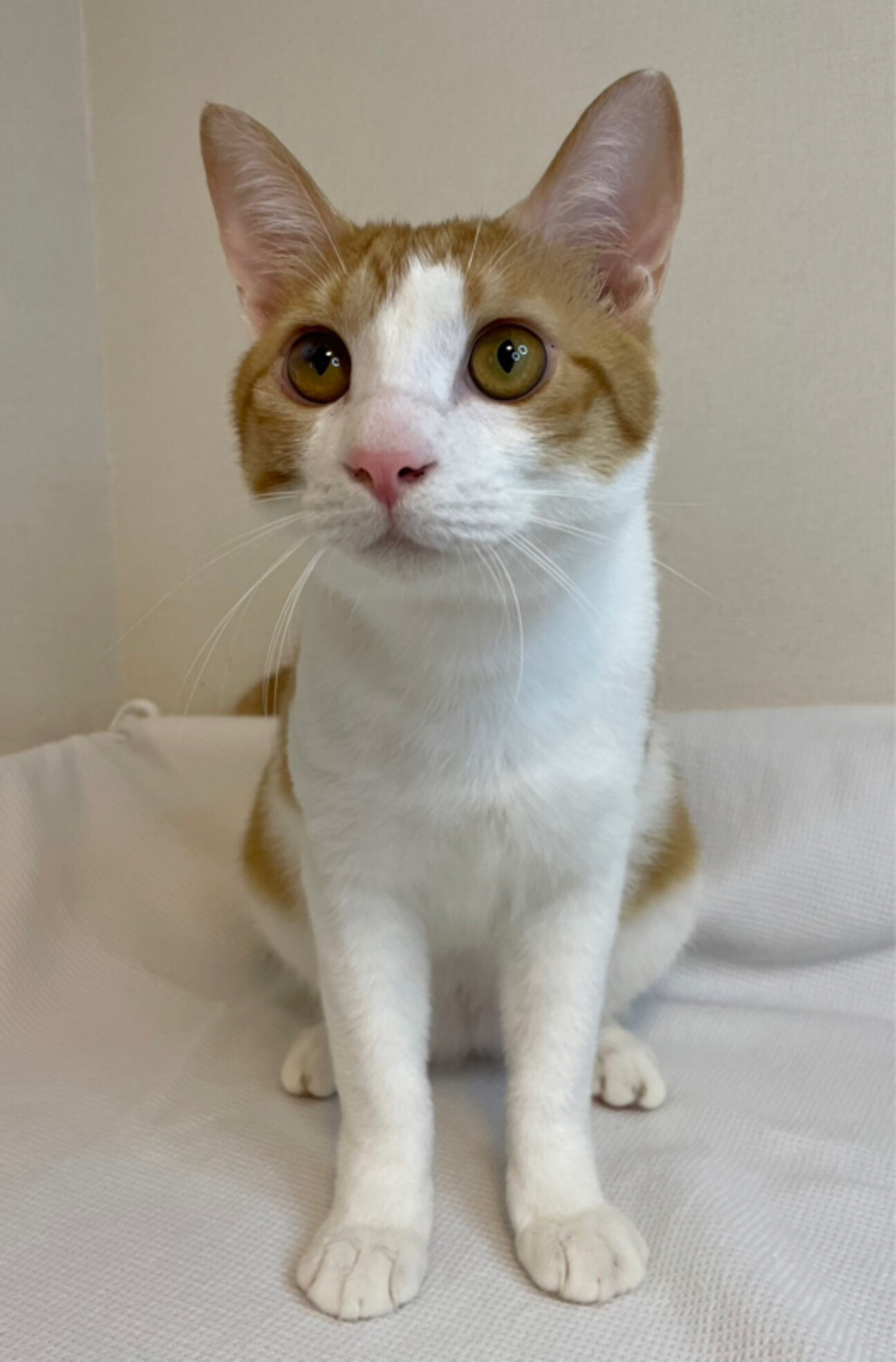 マツくん　茶トラ白♂@約1〜2歳 サムネイル1