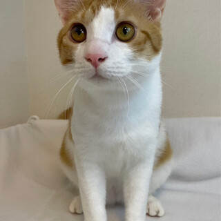 マツくん　茶トラ白♂@約1〜2歳