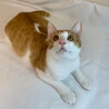 マツくん　茶トラ白♂@約1〜2歳 サムネイル2