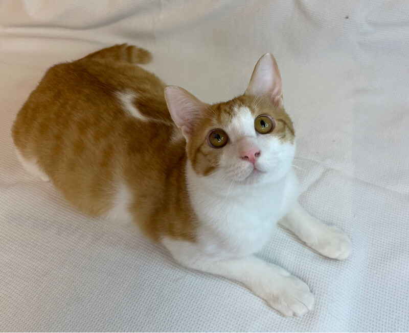 マツくん　茶トラ白♂@約1〜2歳 サムネイル3