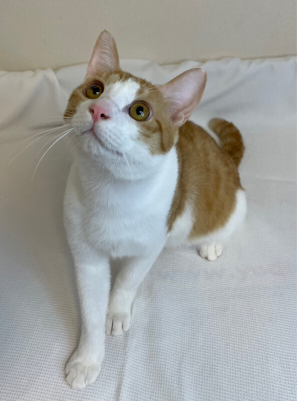 マツくん　茶トラ白♂@約1〜2歳 サムネイル4