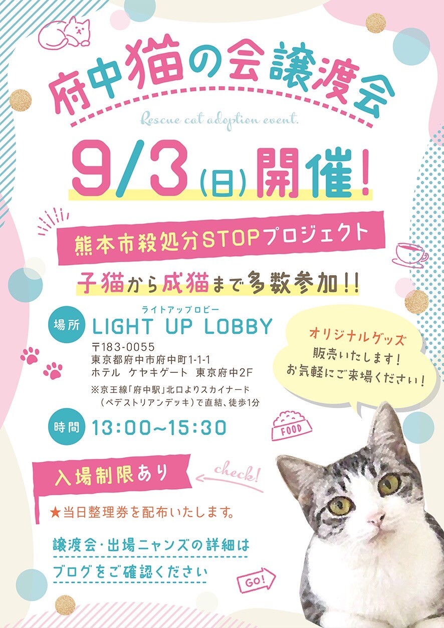 マツくん　茶トラ白♂@約1〜2歳 サムネイル5