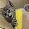 可愛いキジトラ推定2ヶ月 飼い主さん募集します！ サムネイル3