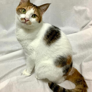 ひめかみちゃん　三毛猫♀@約2〜3歳
