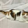 ひめかみちゃん　三毛猫♀@約2〜3歳 サムネイル2