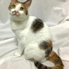 ひめかみちゃん　三毛猫♀@約2〜3歳 サムネイル3