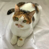 ひめかみちゃん　三毛猫♀@約2〜3歳 サムネイル4